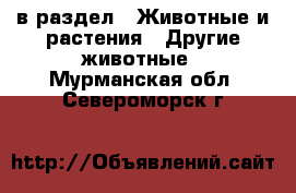  в раздел : Животные и растения » Другие животные . Мурманская обл.,Североморск г.